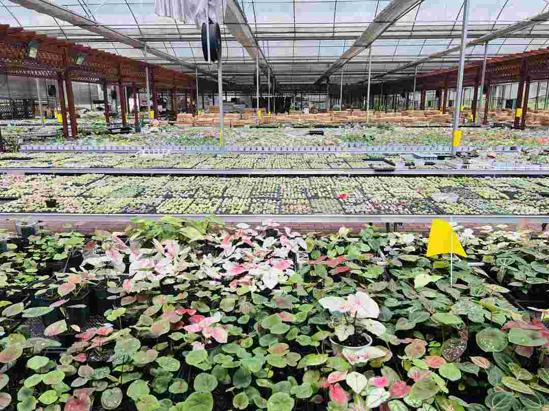 Tropical Plant Greenhouse Management: Why Vapor Pressure, Root-Zone Stability, and Airflow Determine Commercial Quality
